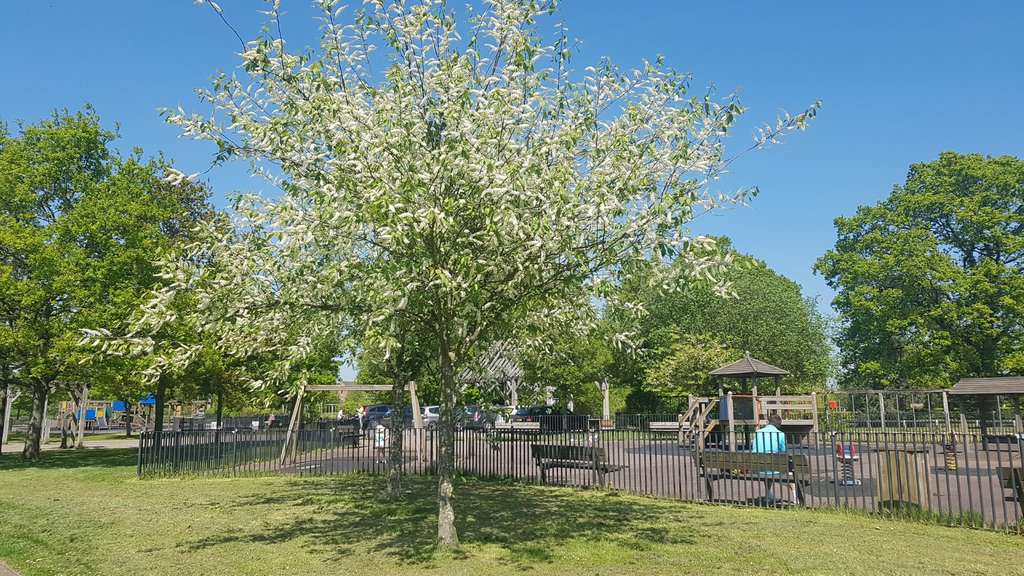 Prunus padus 'Watereri' 12-14 HS